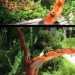 sculpture - Cedar Dragon
